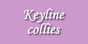 allevamento collies keyline